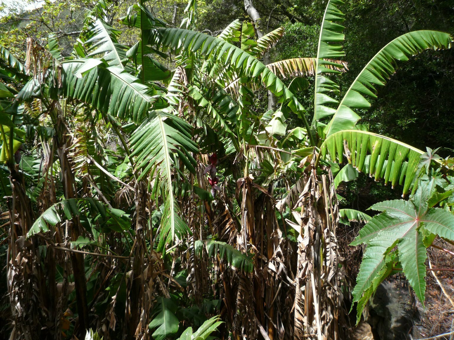 High Resolution Musa acuminata Plant
